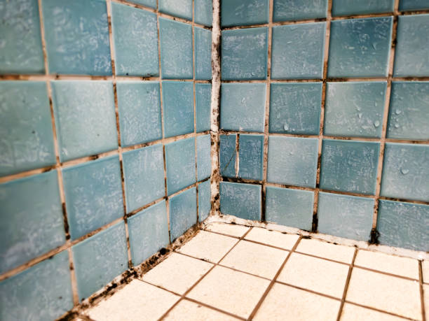 Best Black Mold Removal  in Central Square, NY